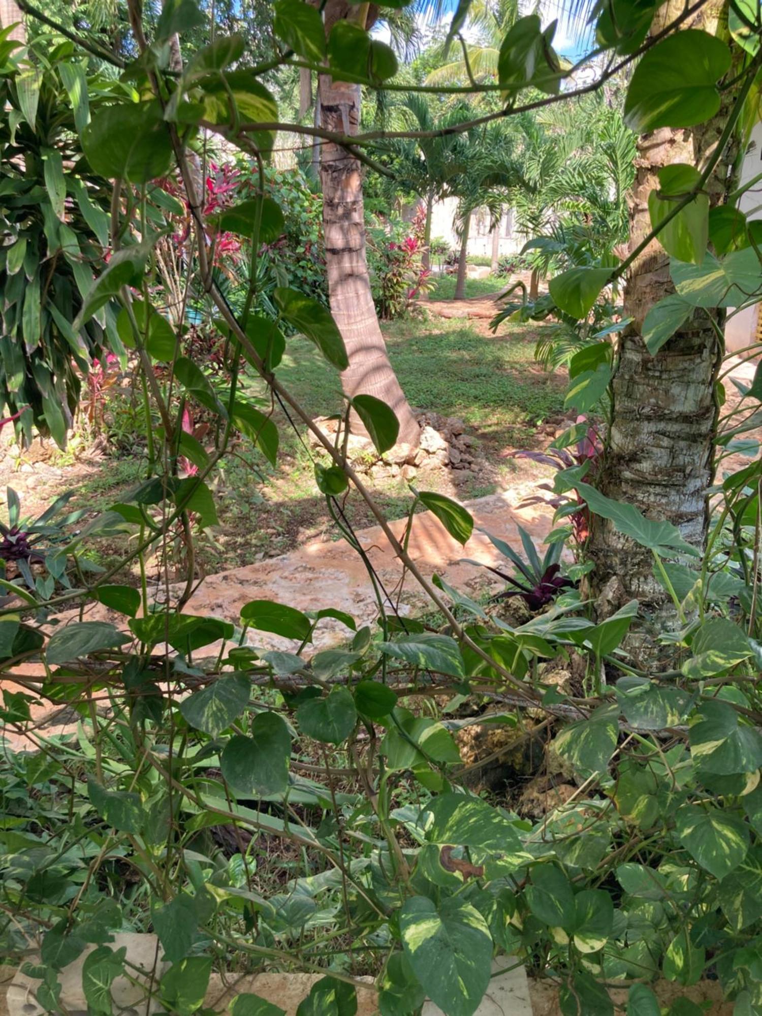 Green Paradise Leona Vicario Exterior foto