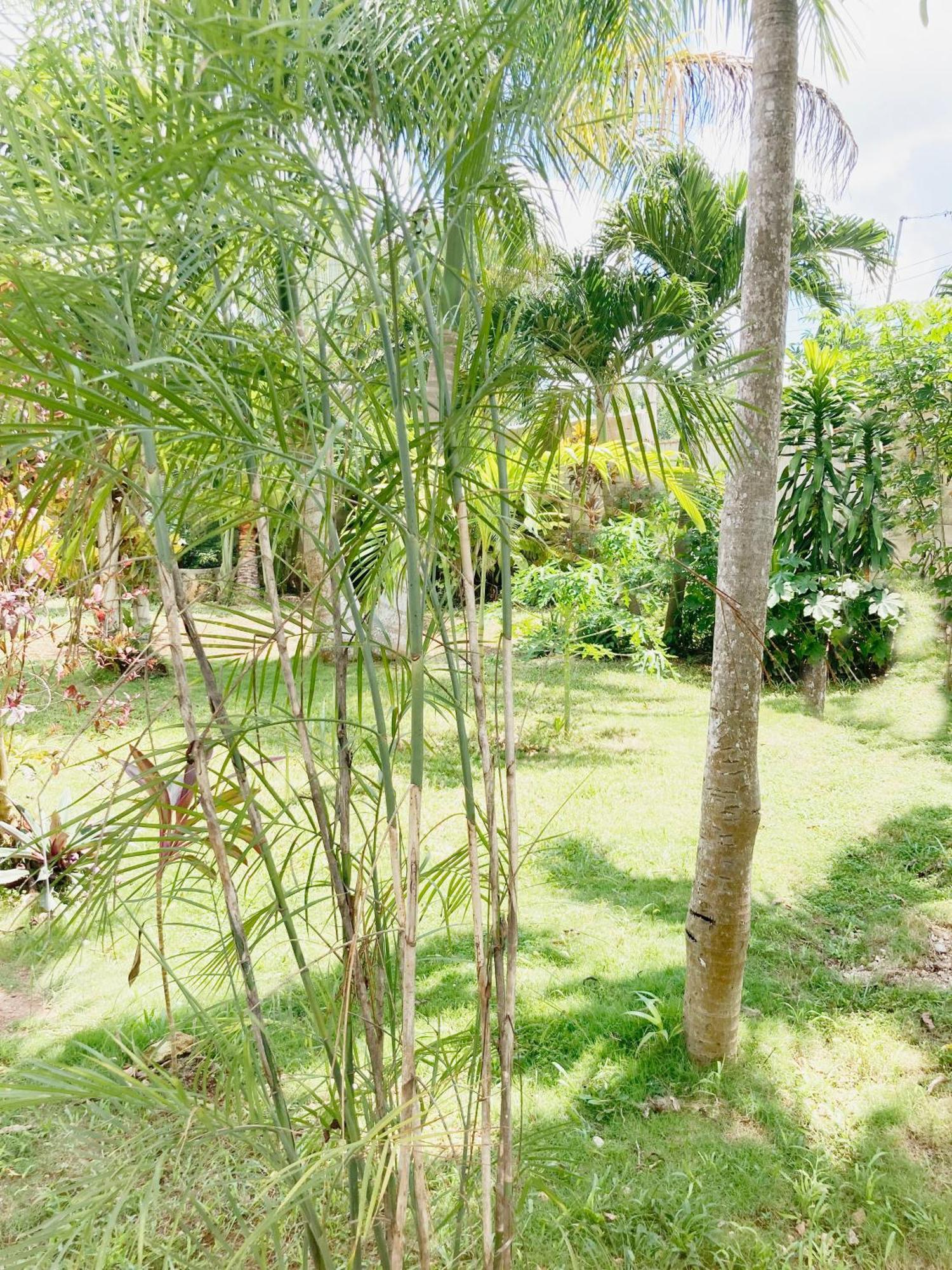 Green Paradise Leona Vicario Exterior foto